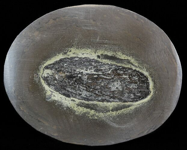 Polished Fish Coprolite (Fossil Poo) - Scotland #44689